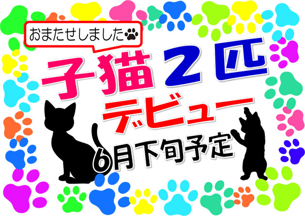 猫カフェ