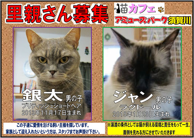 猫カフェ