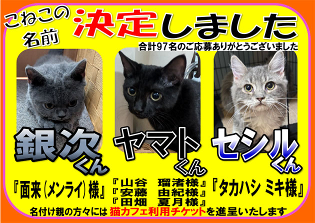 猫カフェ