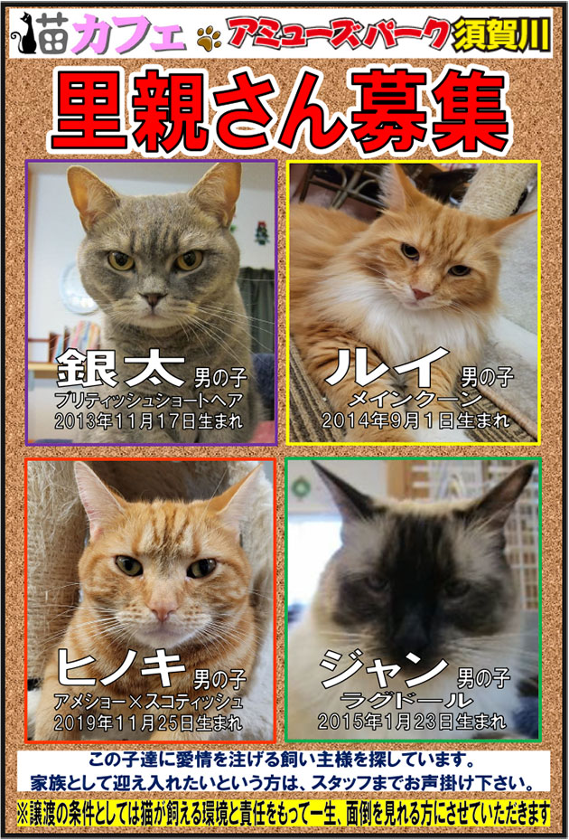 猫カフェ